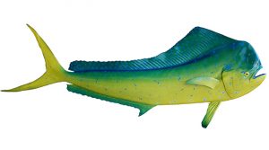 Dorado Fish