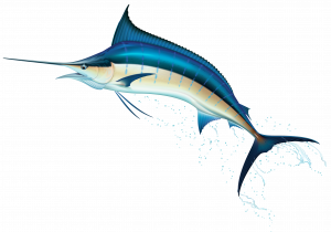 Sail Fish