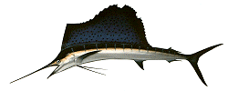 Pacific-Sail-Fish.png