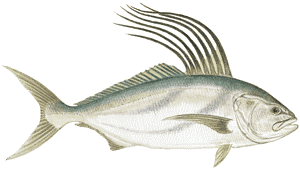 RoosterFish.png