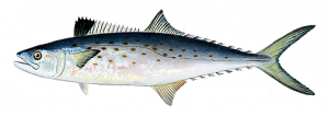 Spanish_mackerel_PNG.png