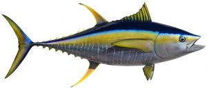 YellowFin-Tuna-HD.jpg