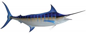 marlin-hd-jpg.jpg